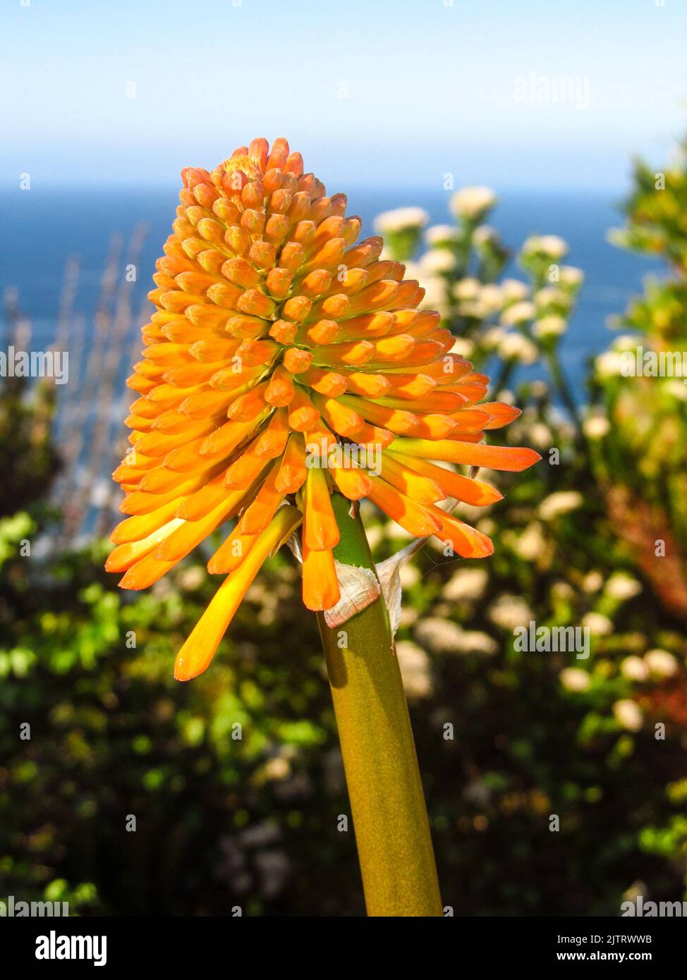 Die orangefarbene Blütenknospe eines Cape Poker, Kniphofia Uvaria, wächst zwischen den Fynbos auf den Klippen der Tsitsikamma-Küste Südafrikas. Stockfoto