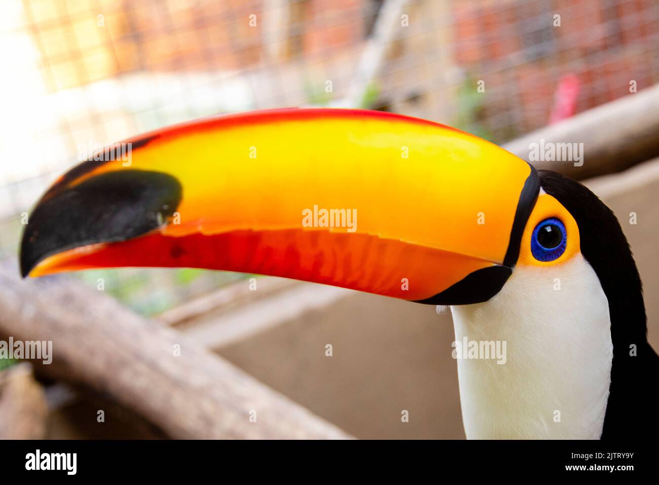 Schöner Tukan auf weißem Hintergrund. Stockfoto