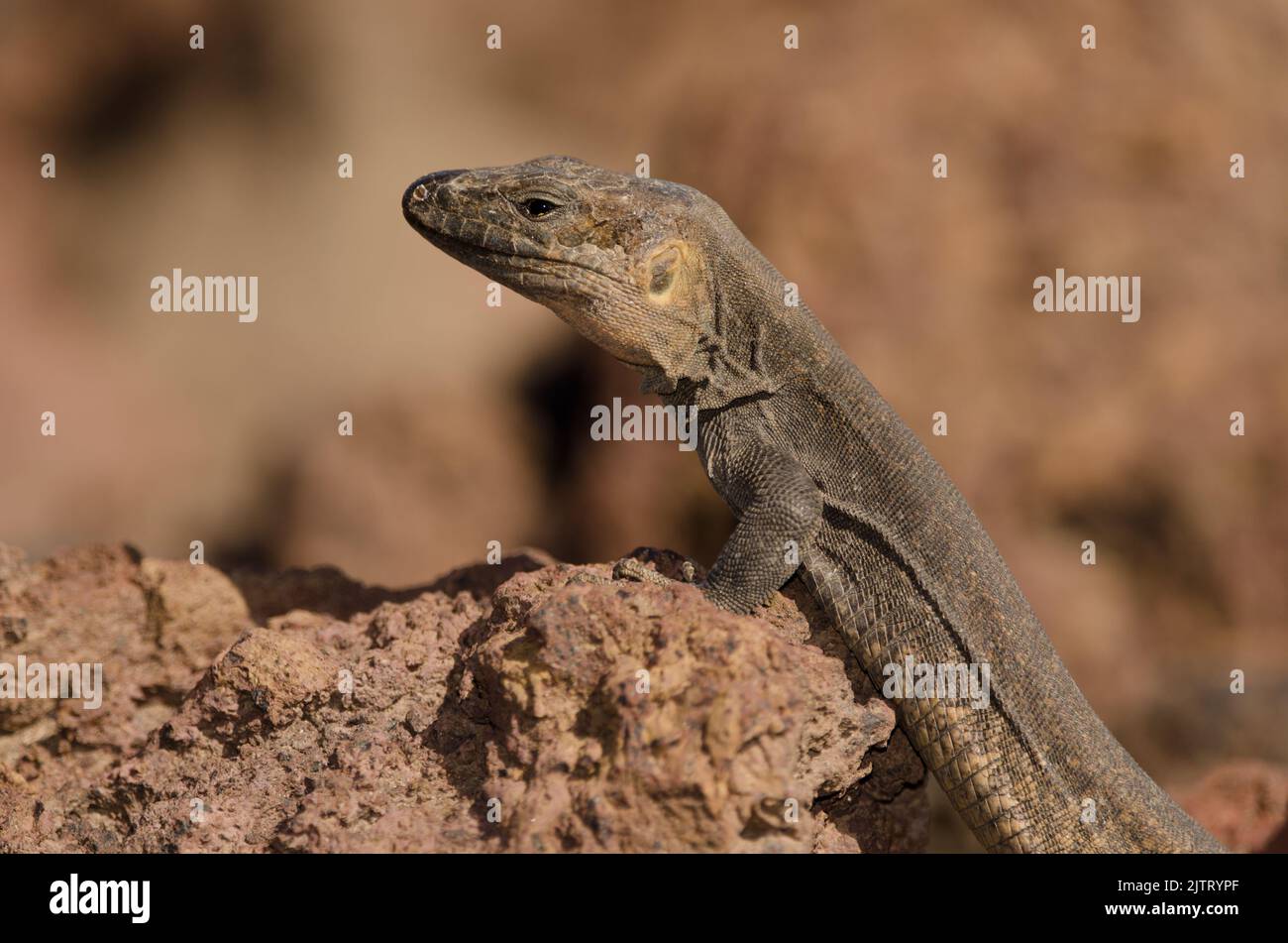 Männliche Rieseneidechse Gallotia stehlini auf Gran Canaria. La Garita
