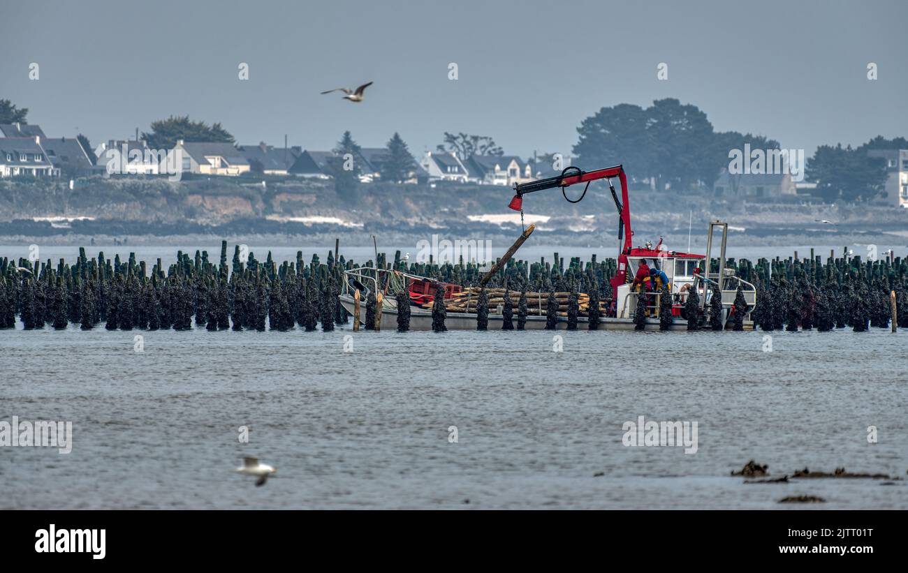 Muschelbauern ernten Bouchot-Muscheln mit ihrem Boot Stockfoto