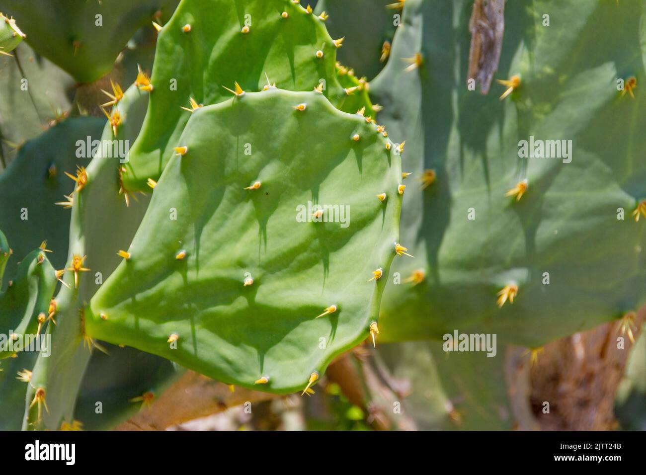 Kaktus mit gelber Blume an einem Strand in Rio de Janeiro, Brasilien. Stockfoto