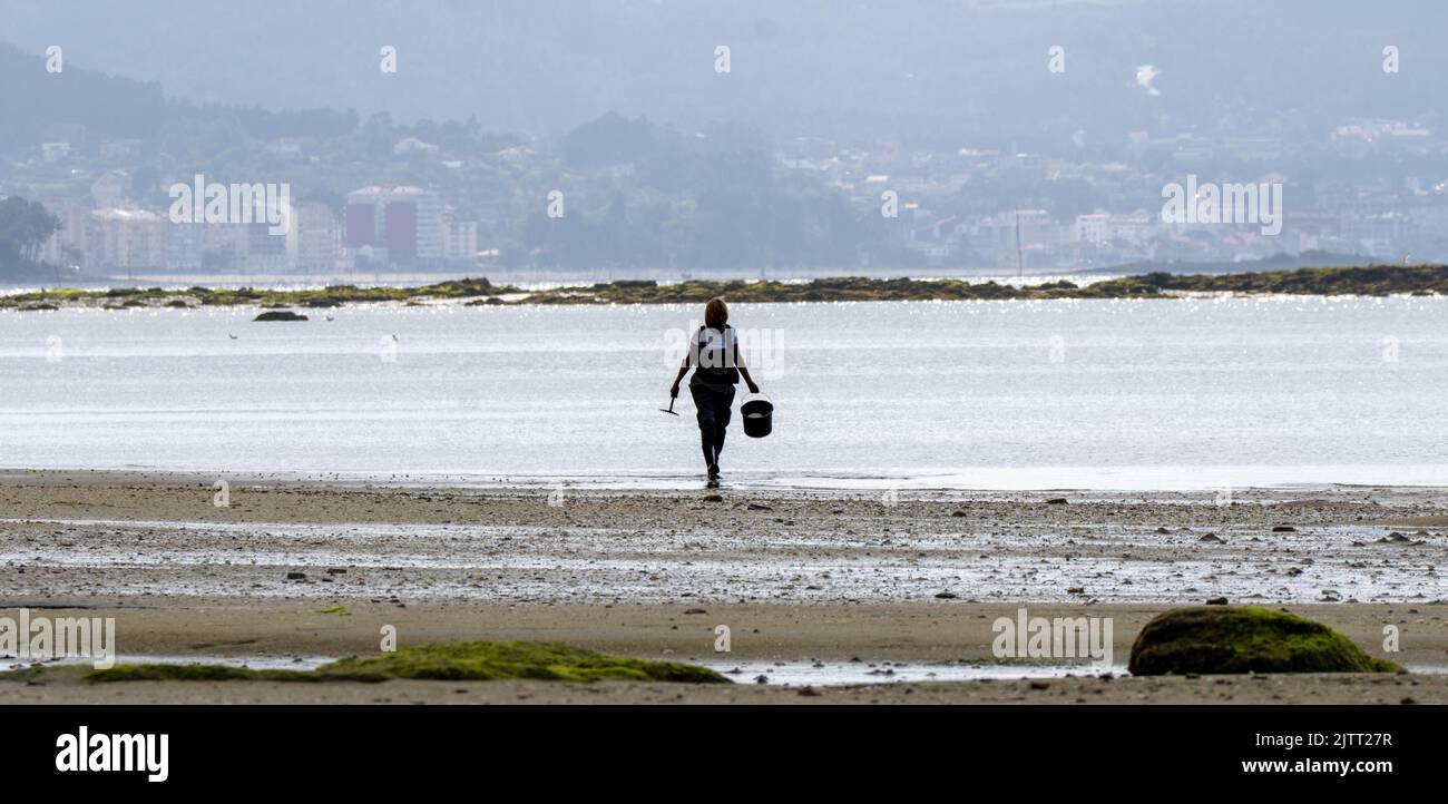Muschelsammler Frau, die am Strand entlang geht, um sich darauf vorzubereiten, Muscheln und Muscheln mit seinem Rechen vom Strand zu sammeln. Die Strand von Boiro in Pontevedra Stockfoto