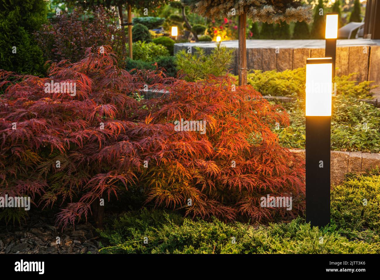 Rote japanische Ahornpflanze, beleuchtet von Bollard Outdoor Landscape Lights. Garten mit Betonterrasse im Hintergrund. Stockfoto