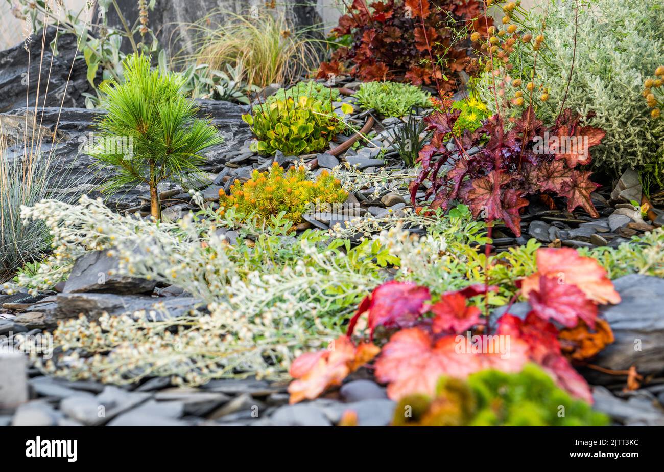 Auswahl an verschiedenen bunten Sträuchern, Blumen und Sträuchern, die im Garten des Hinterhofs wachsen. Landschaftsgestaltung wird ausgeführt. Stockfoto