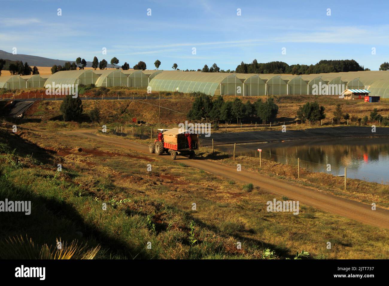 Eine ländliche Landschaft mit Gewächshäusern und einem roten Traktor Stockfoto