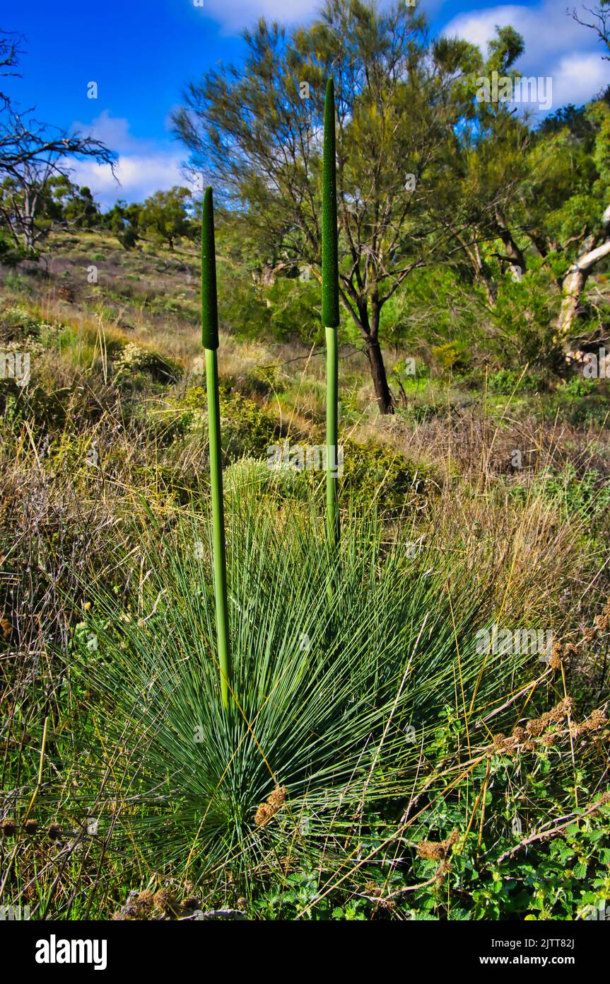 Grasbaum (Xanthorrhoe) mit frischen grünen Ähren oder Landschaften im Dutchman's Stern Conservation Park in der Nähe von Quorn, Flinders Rangse, Südaustralien. Stockfoto