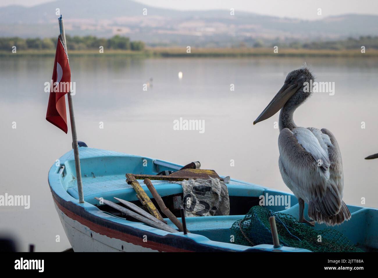 Langschnäubiger Pelikankapitän beobachtet den See auf einem blauen Boot, Nahaufnahme, selektiver Fokus Stockfoto