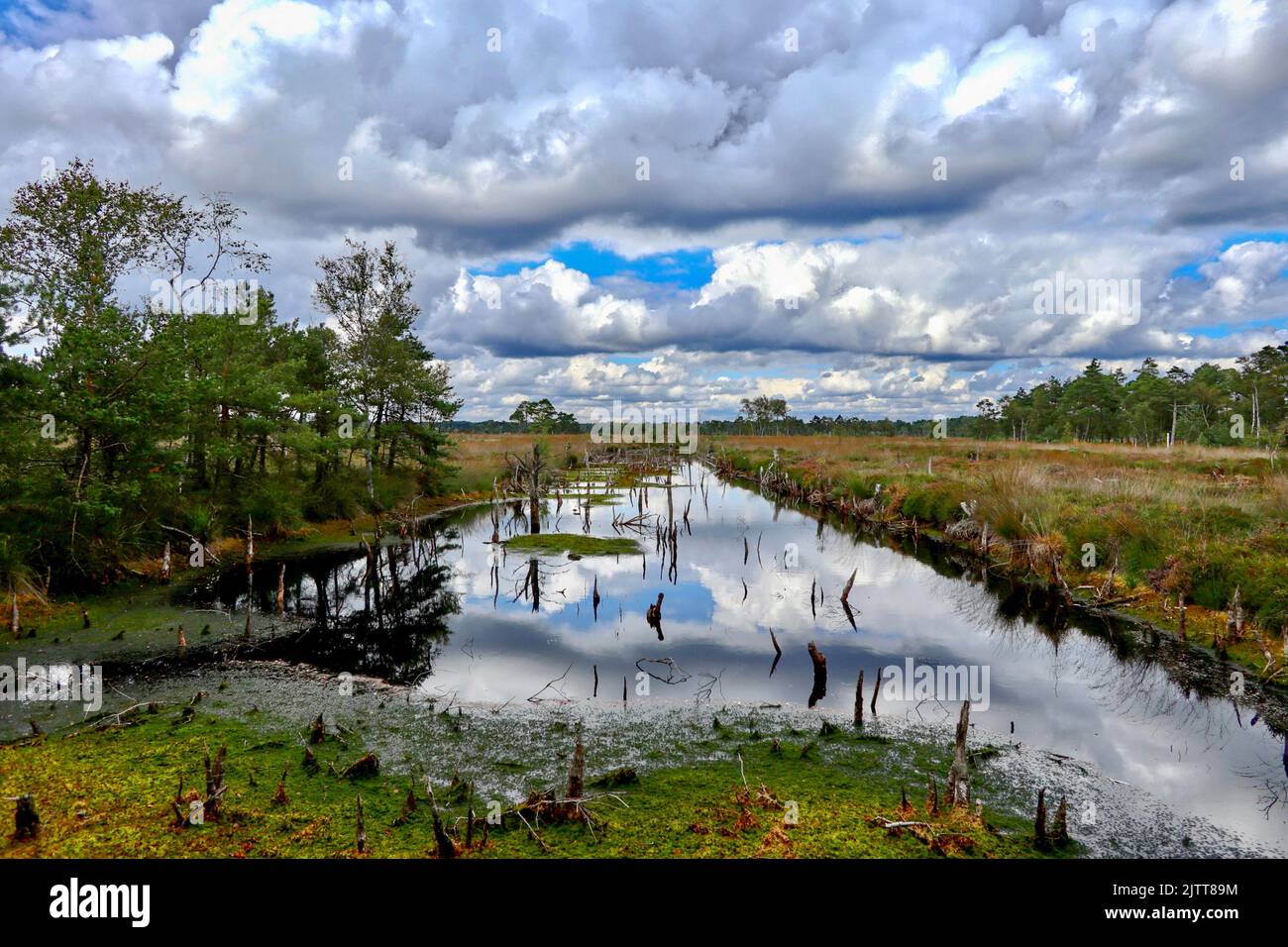 Das Pietzmoor liegt am südlichen Rand des Naturparks Lüneburger Heide in der Nähe der niedersächsischen Stadt Schneverdingen. Stockfoto
