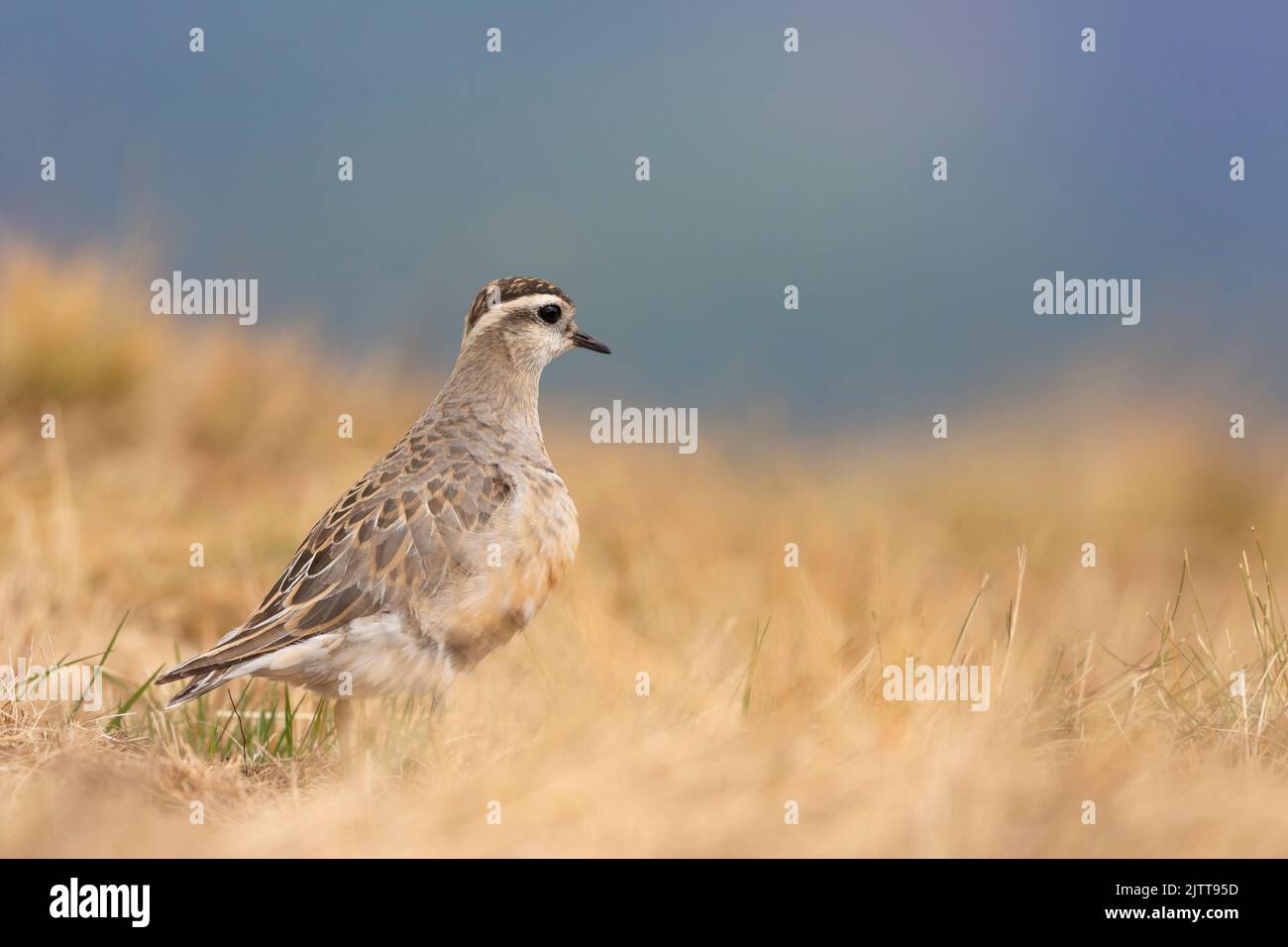 Eurasischer Dotterel (Charadrius morinellus), der die Heide Italiens durchforste. Stockfoto