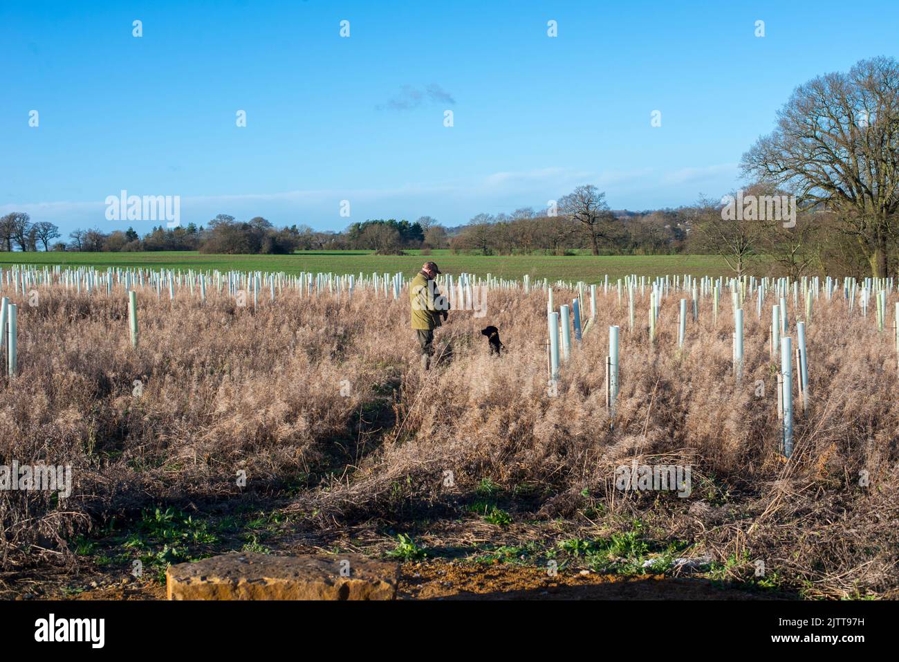 Ein Wildhüter und sein Hund unter jungen Baumknödeln auf dem Land im Norden Londons in Großbritannien Stockfoto