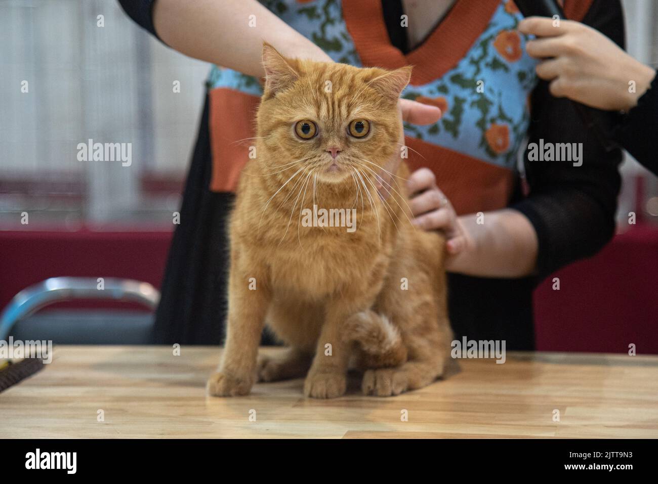 Eine Ginger Scottish Katze tritt beim Ginger Cat Contest im Einkaufszentrum Bangkapi an. Der