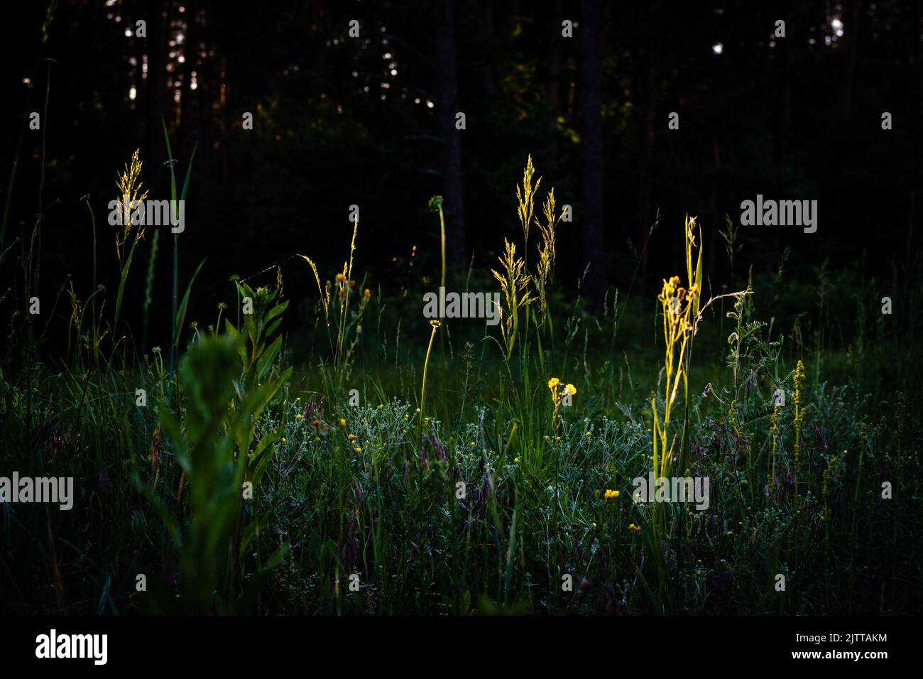 Eine Nahaufnahme einer dünnen gelben Pflanze, die inmitten eines grünen, üppigen Feldes unter der Abendsonne wächst Stockfoto