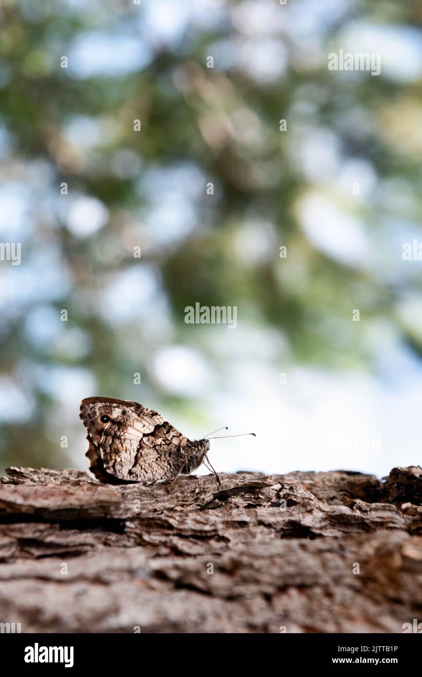 Schmetterling auf Baumrinde Stockfoto