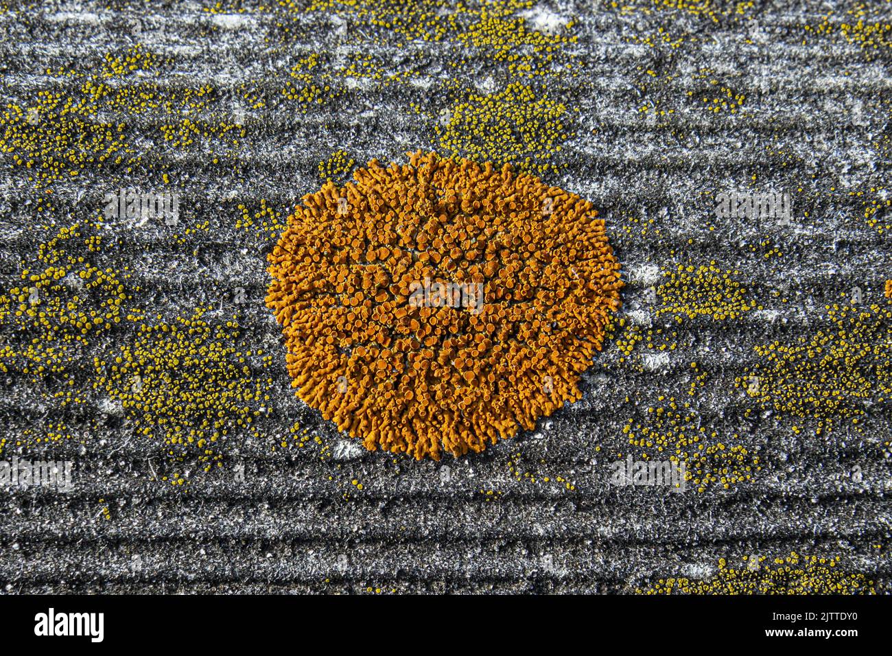 Flechten auf dem Dach eines Landhauses. Hintergrund in Form von Flechten auf den Schieferfliesen des Daches des Hauses. Stockfoto