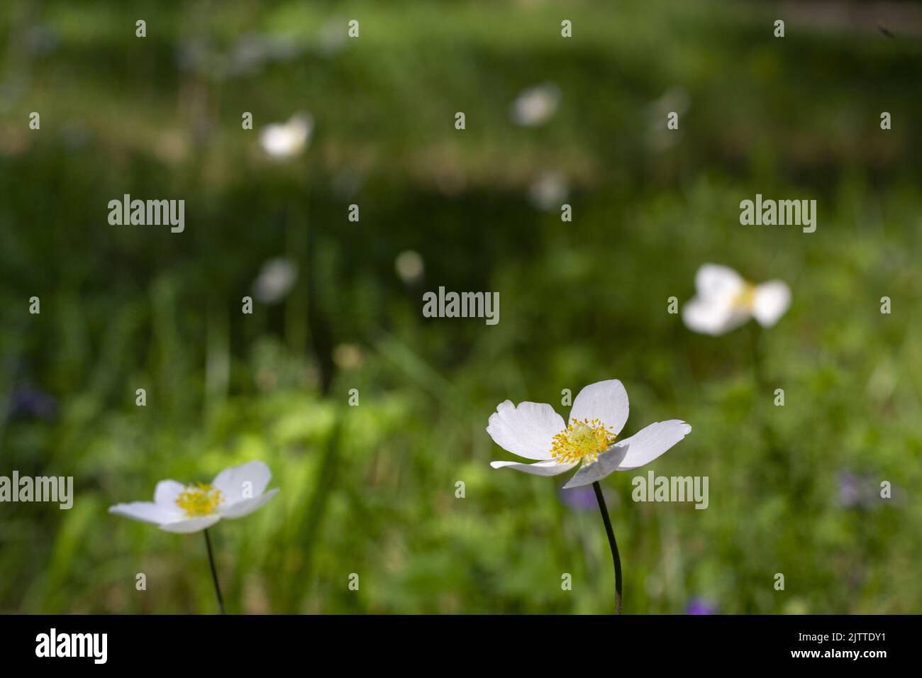 Der Hintergrund sieht aus wie weiße Wildblumen mit gelben Zentren vor einem Hintergrund von grünem Wiesengras. Stockfoto