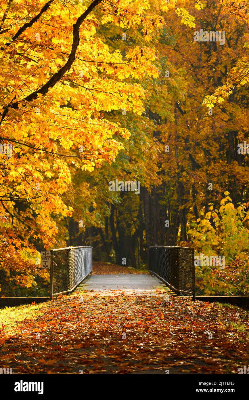 Brücke entlang des Snoqualmie Valley Trail mit Bäumen in Herbstfarben und gefallenen Blättern Stockfoto
