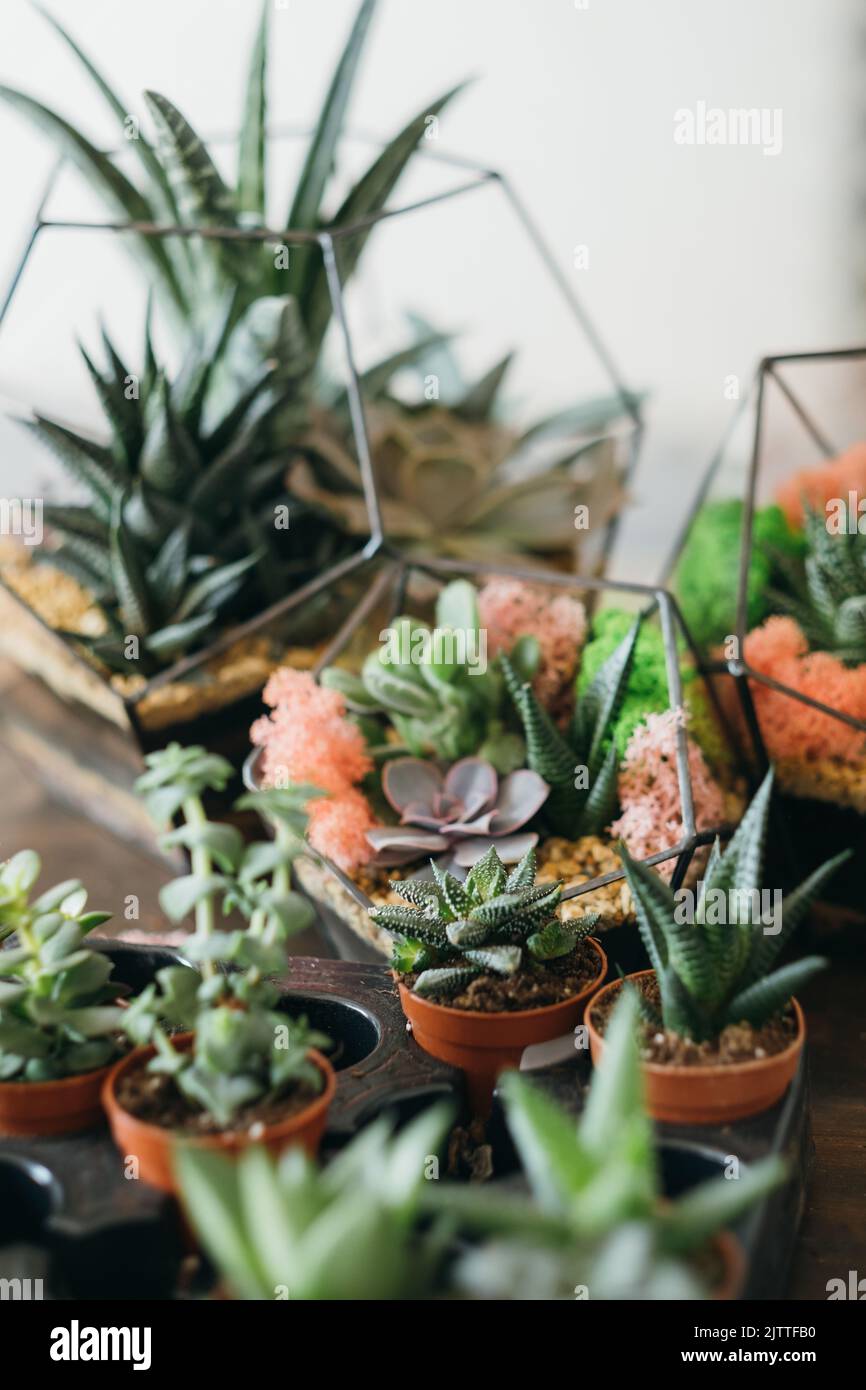 diy Florarium Kollektion sukkulents wachsenden Vasen Stockfoto