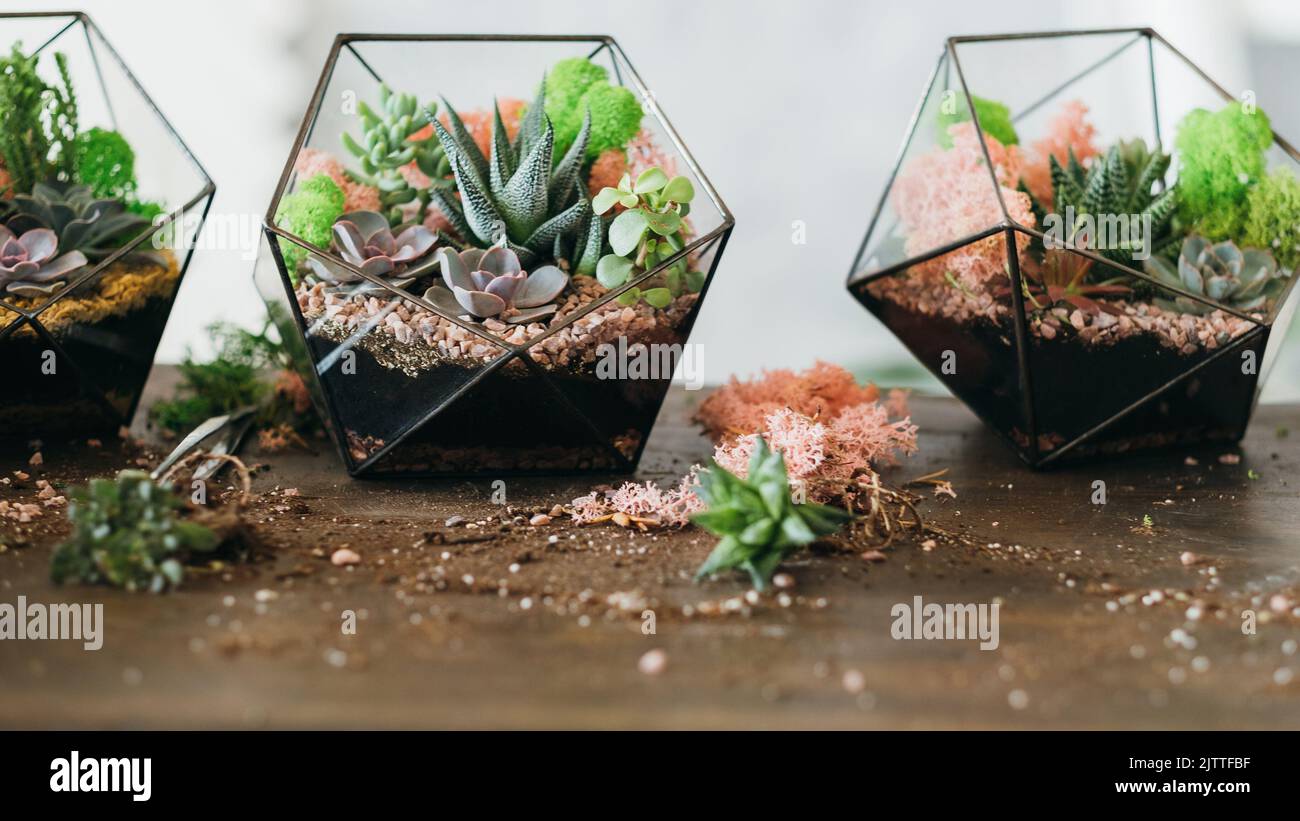 diy Florarium wächst Sukkulenten Moos Glas Vasen Stockfoto