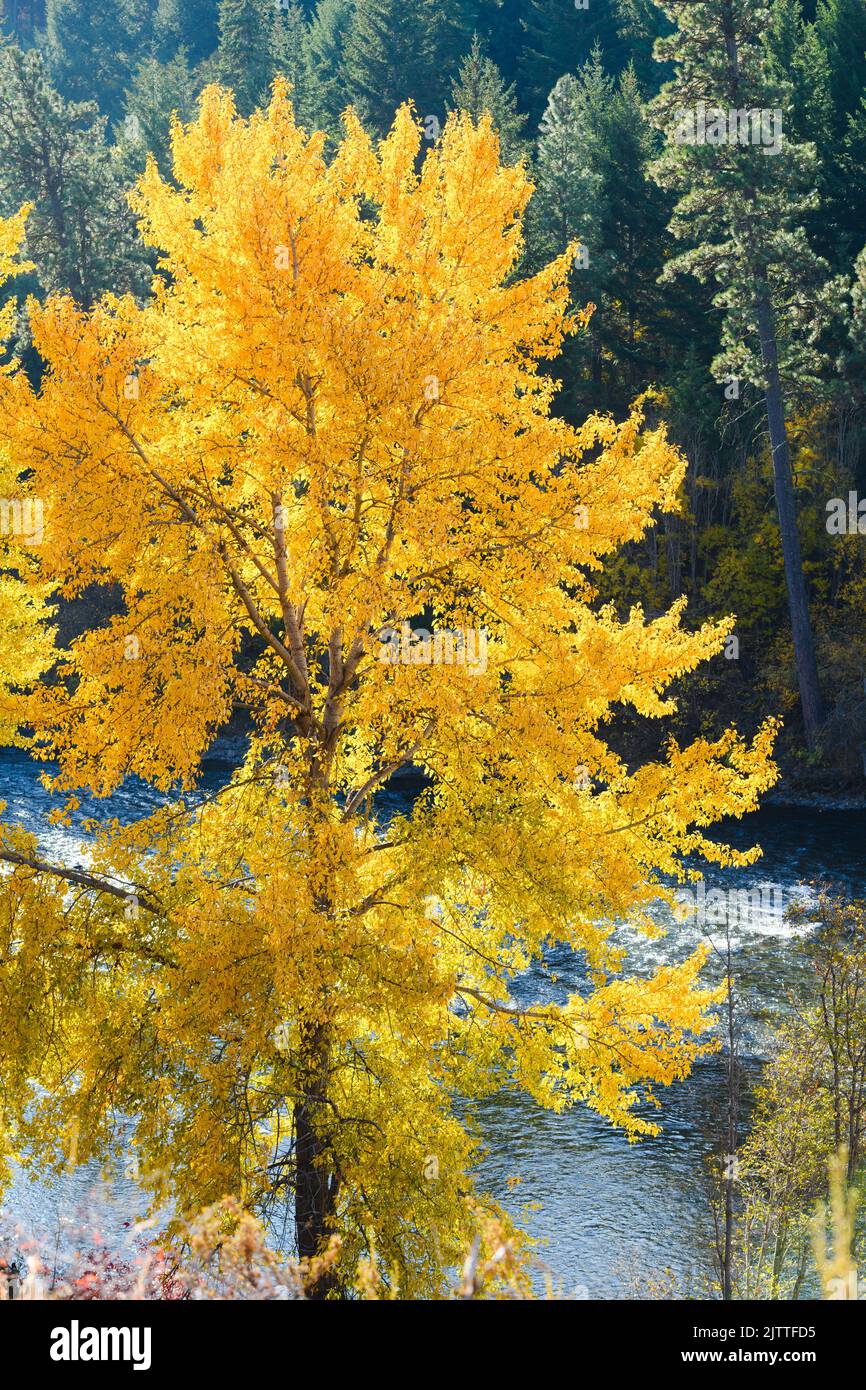 Leuchtend gelbe Herbstfarben auf einem Baum über dem Yakima River kontrastieren mit dem grünen Hintergrund Stockfoto