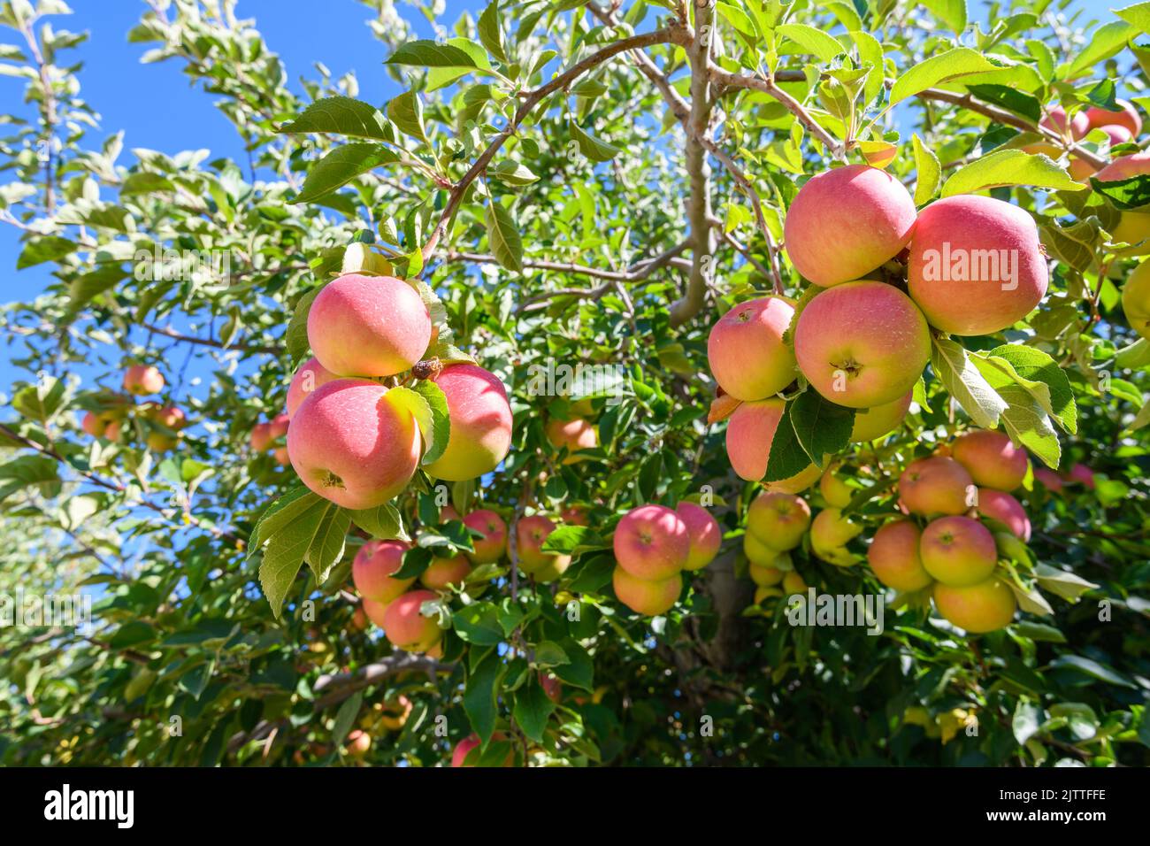 Masse an frischen Washingtoner Äpfeln in einem Obstgarten, bereit für den nationalen und internationalen Verzehr zu pflücken Stockfoto