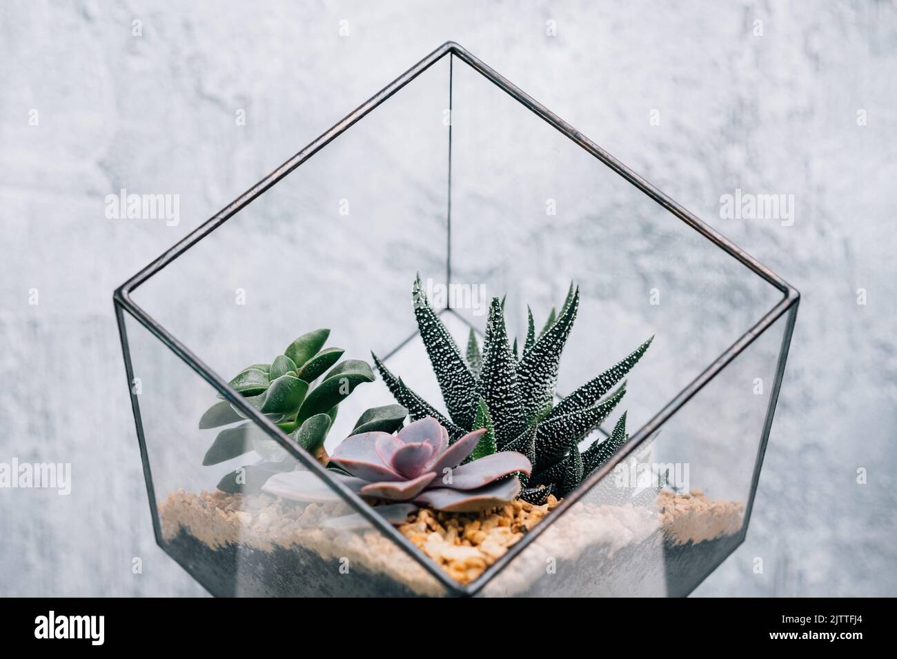 diy Florarium handgemachtes Naturgeschenk Sukulent Stockfoto