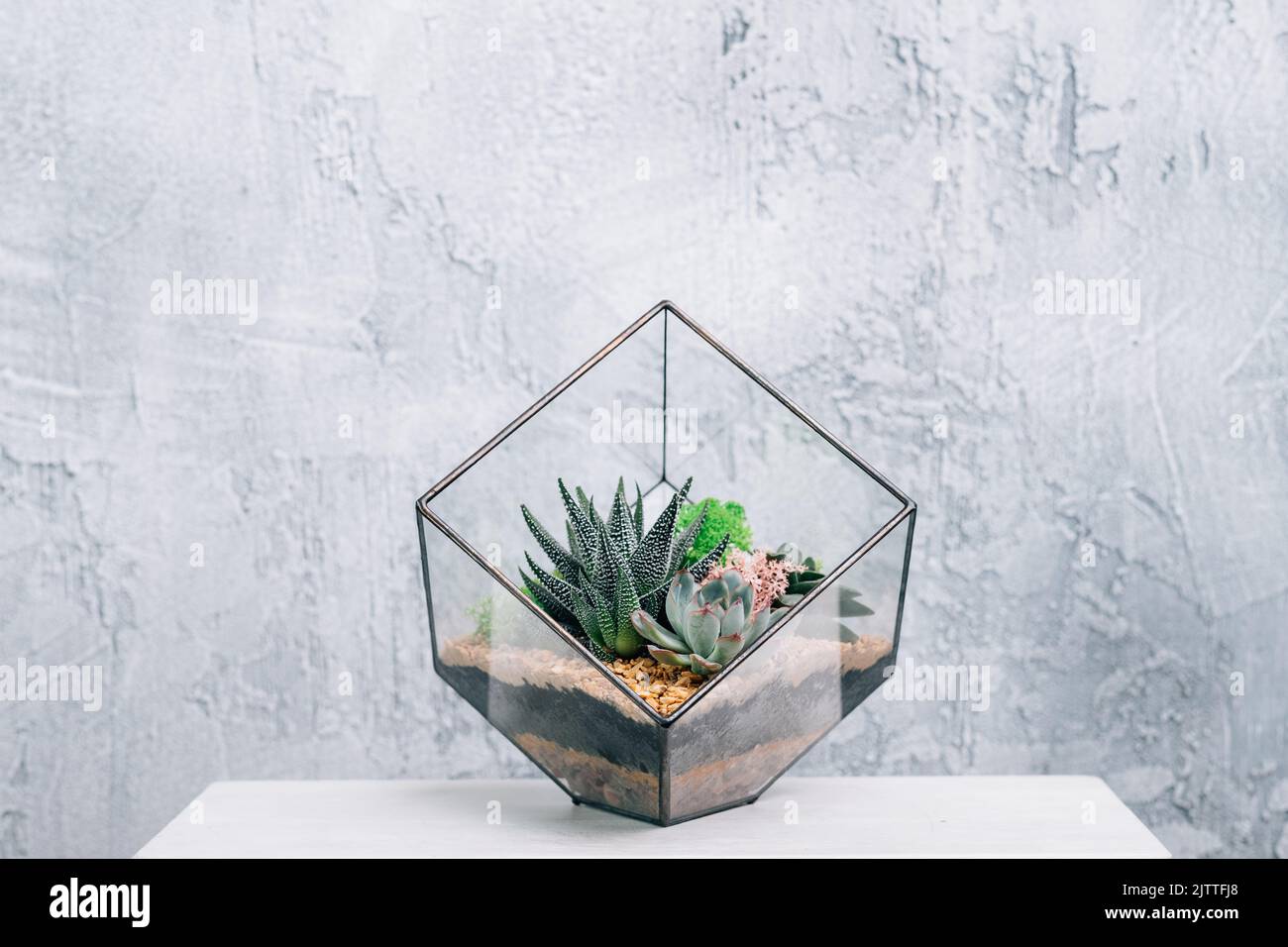 diy Florarium natürliche Inneneinrichtung Sukkulenten Stockfoto