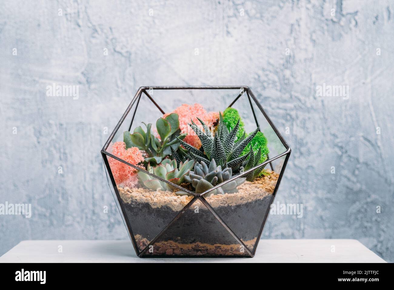 diy Florarium Geschenk Lieferung bunte Pflanzen Vase Stockfoto