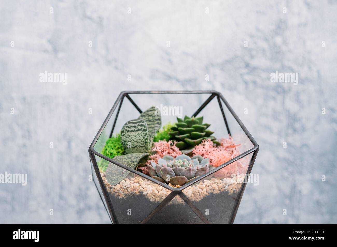 diy Florarium natürliche Inneneinrichtung Sukkulenten Stockfoto