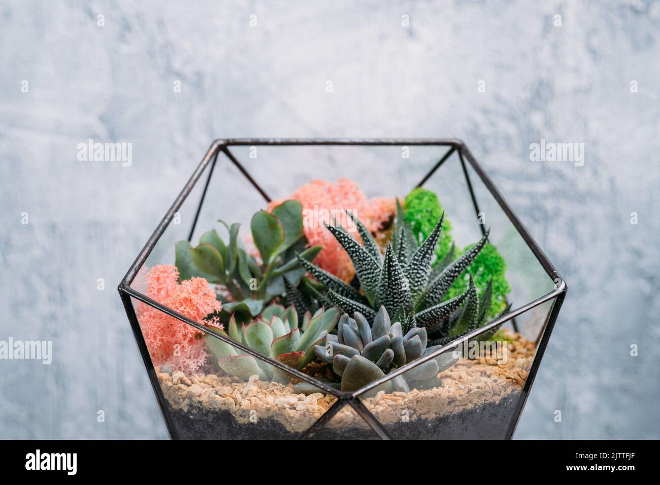diy Florarium Home Gartenarbeit bunte Pflanzen Vase Stockfoto