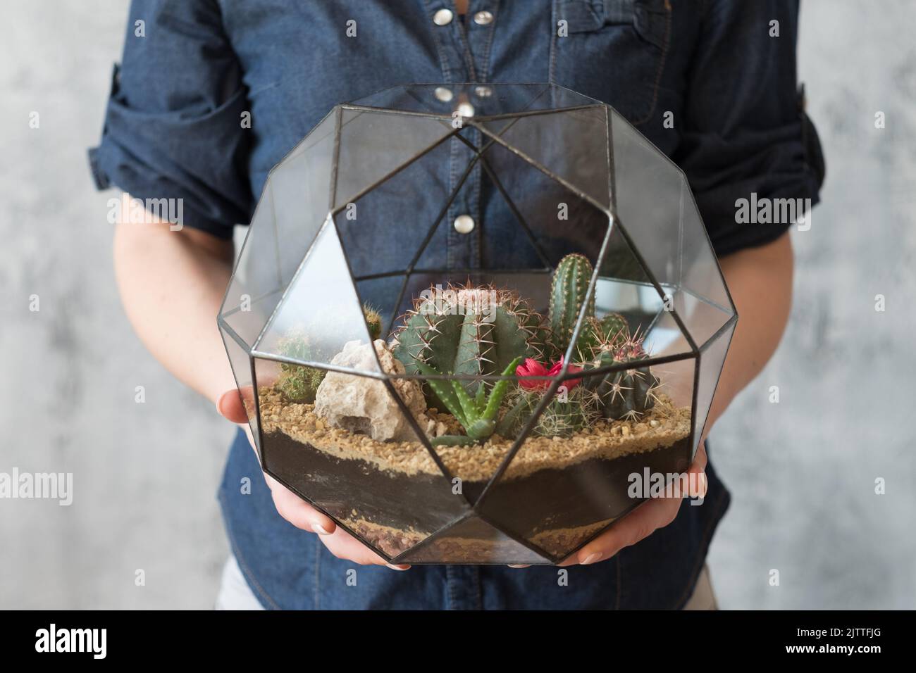 diy Florarium natürliche Geschenk Lieferung Kaktus Pflanzen Stockfoto