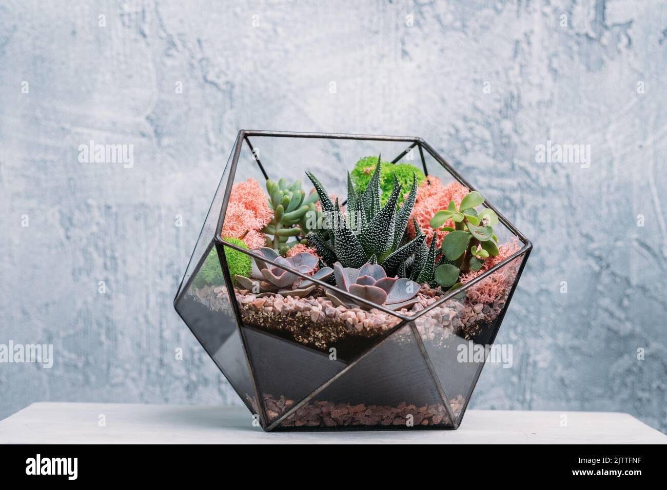 diy Florarium moderne organische Inneneinrichtung Pflanzen Stockfoto