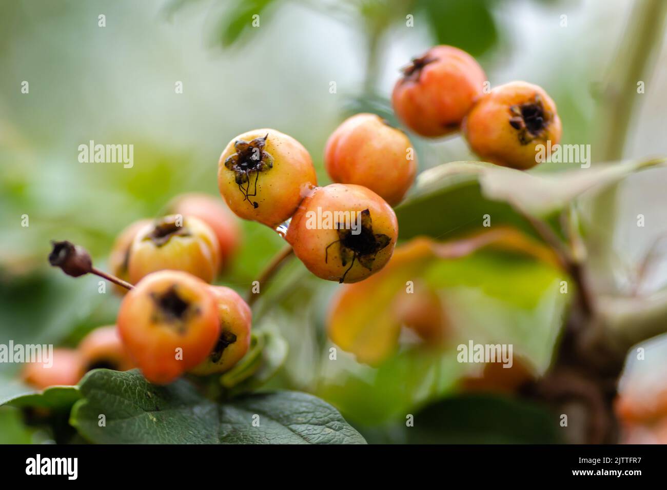 Unreife Früchte auf einem CrataegusBaum im Sommer. Crataegus Weißdorn