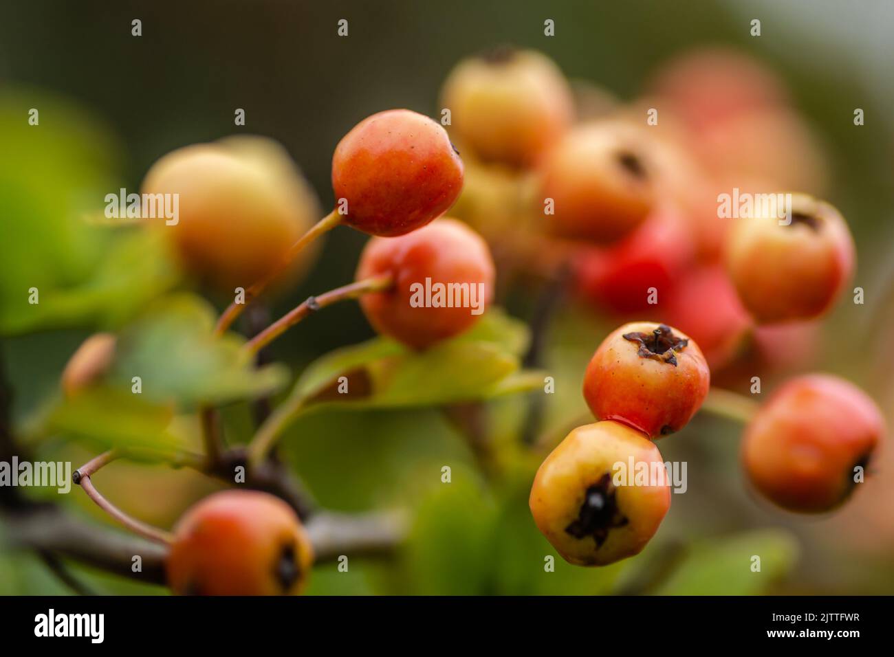 Unreife Früchte auf einem CrataegusBaum im Sommer. Crataegus Weißdorn
