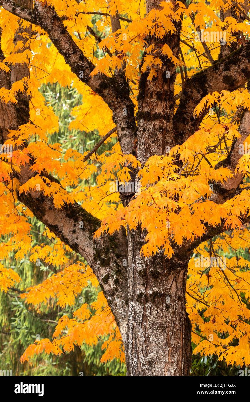 Baum mit großem Stamm, der in den orangen und gelben Herbstfarben leuchtet Stockfoto