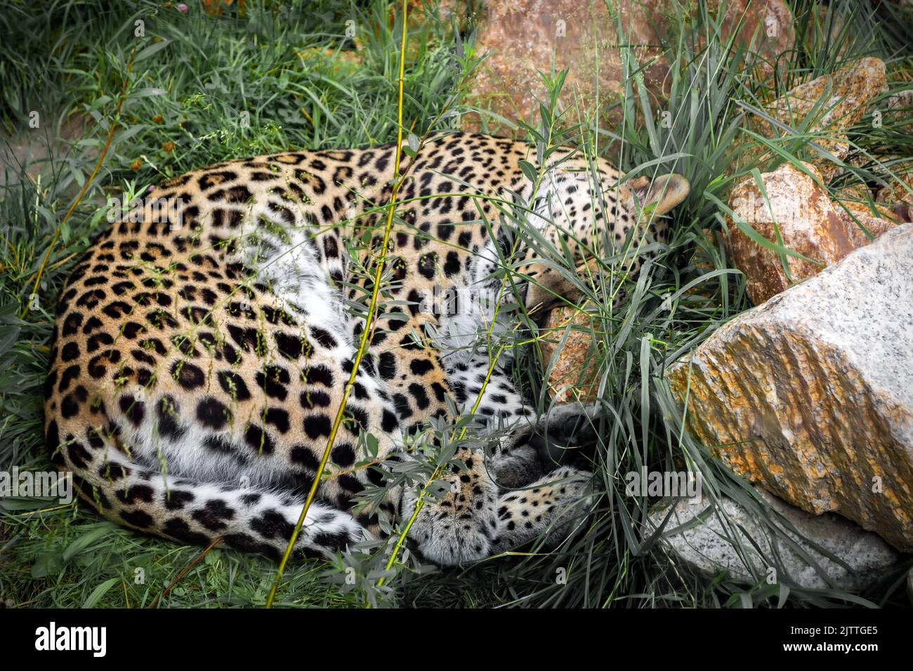 Der Luchs schläft auf dem grünen Gras zwischen den Steinen, zusammengerollt. Stockfoto