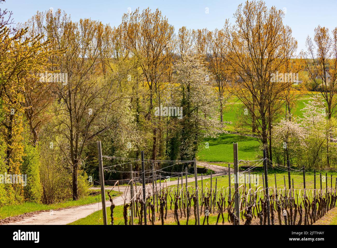 Ein Farmweg zwischen Baumreihen in ländlicher Umgebung bei Sonnenschein gegen blauen Himmel Stockfoto