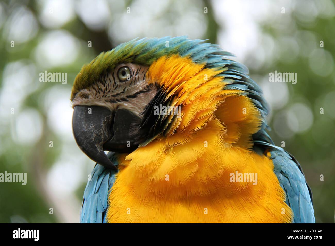 Der Kopf eines wunderschönen Blau- und Orange-Tropenpapagei. Stockfoto
