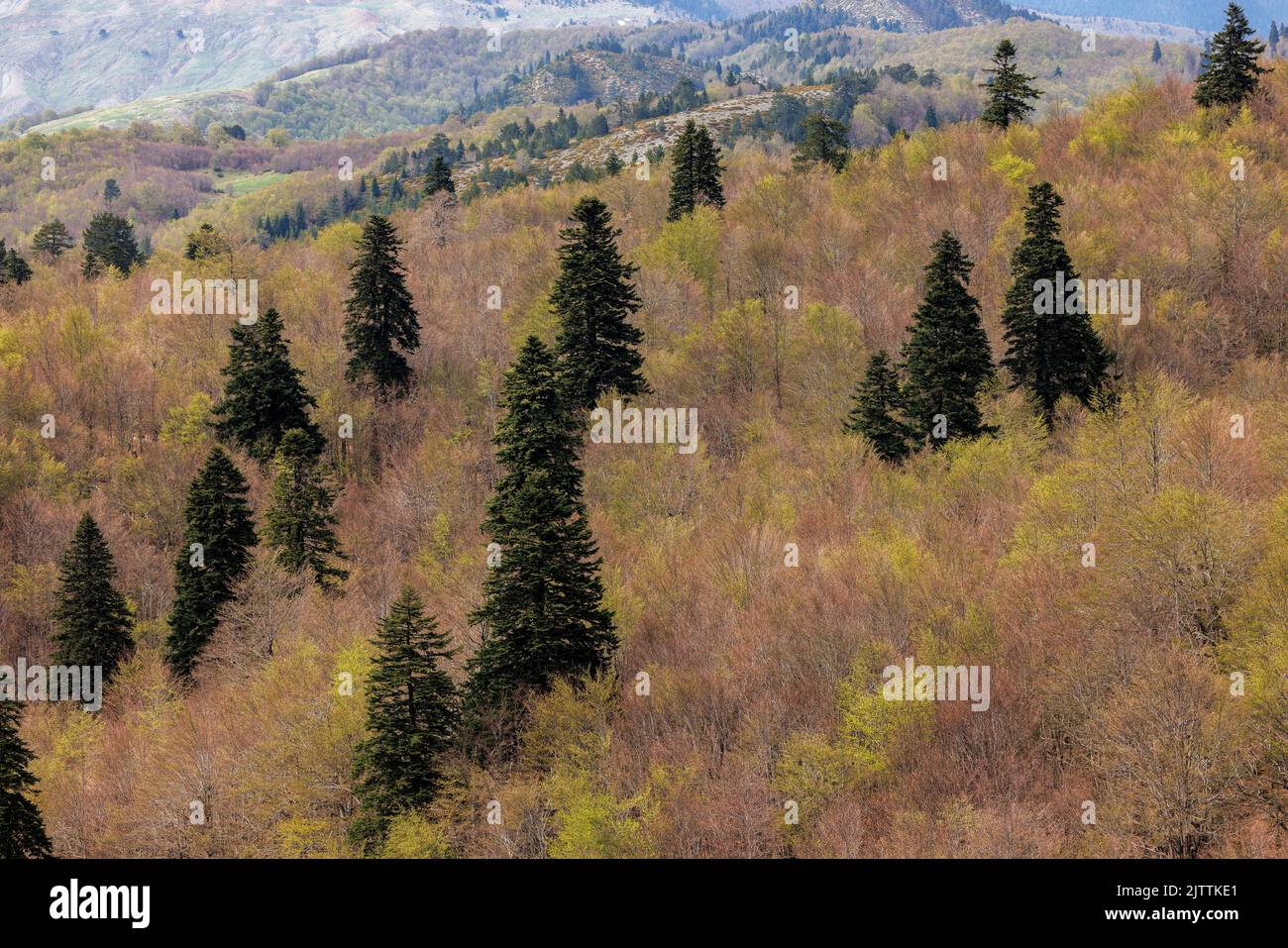 Die Tannen- und Buchenwälder von König Boris im Frühjahr im Norden des Pindos-Gebirges, der vom Katara-Pass aus nach Norden blickt. Nördlicher Pindos-Nationalpark Stockfoto