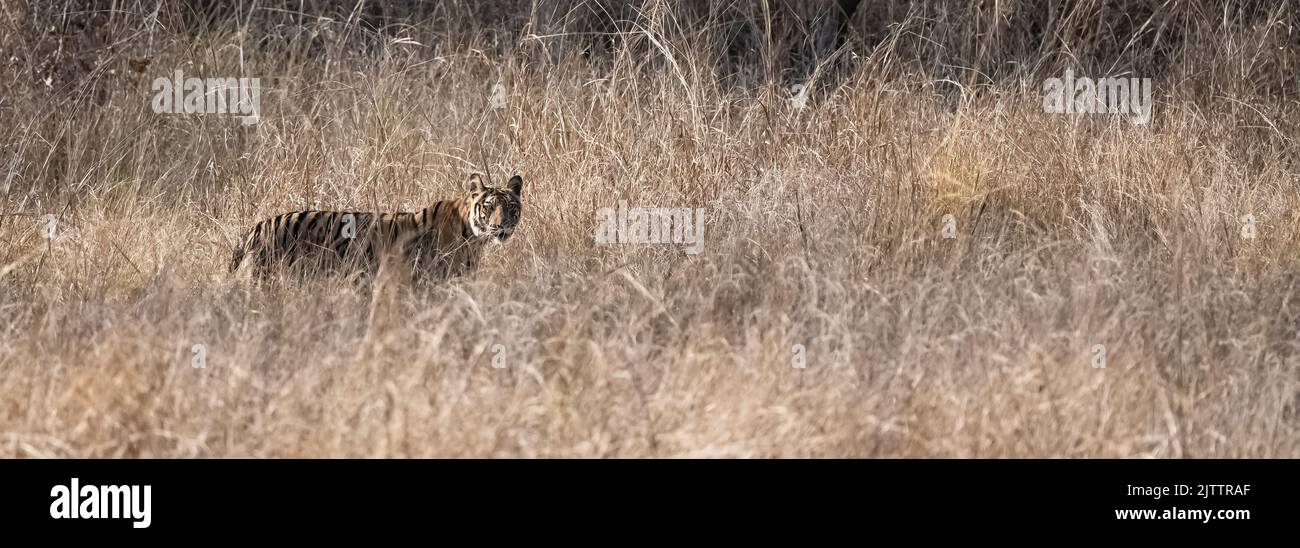Ein wilder Tiger, der im Wald in Indien steht, Madhya Pradesh, Nahaufnahme Stockfoto