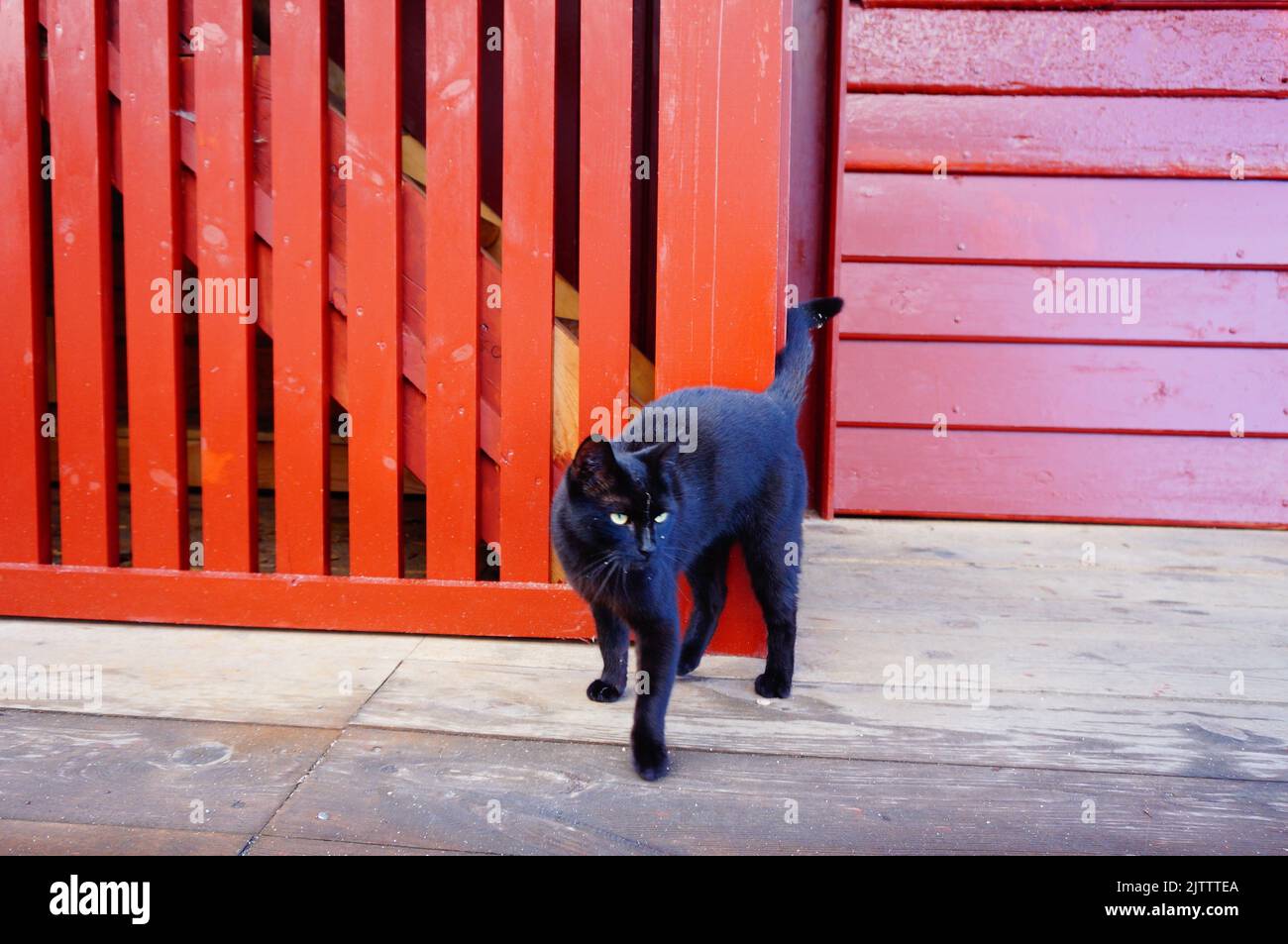 Eine schwarze Bombay Katze in der Nähe der roten Holzzäune Stockfoto