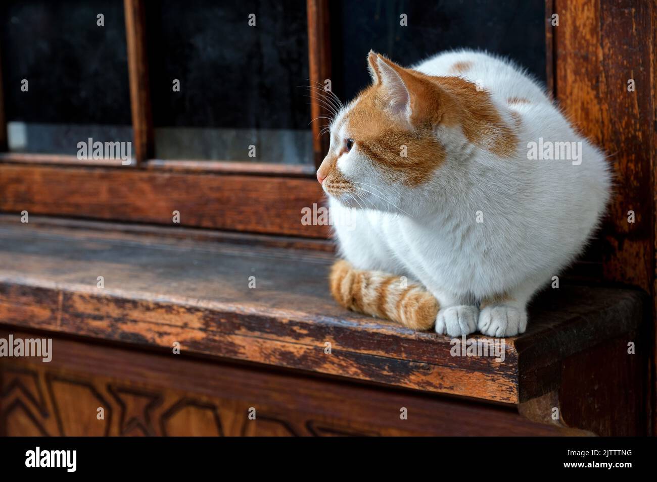 Große rote und weiße streunende Katze, die draußen sitzt Stockfoto