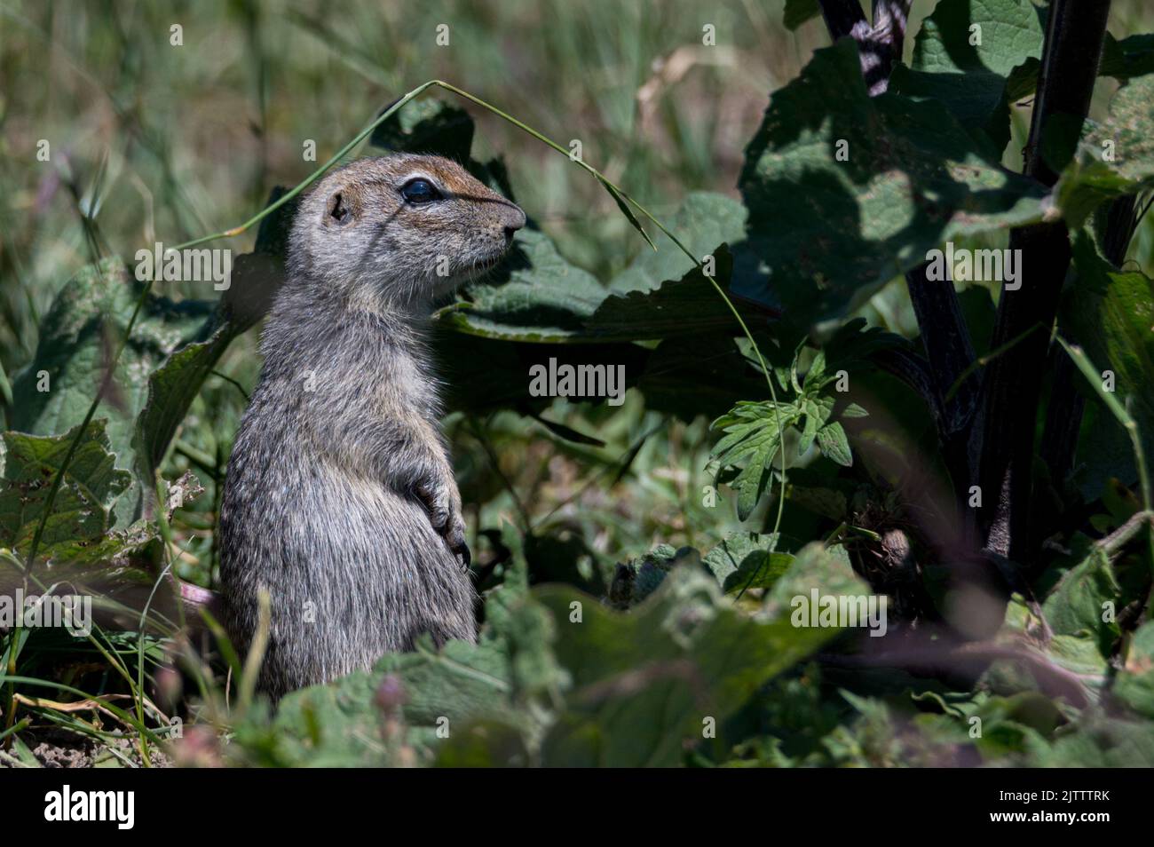 Kaukasisches Berghörnchen oder Spermophilus musicus in Bergwiesen im Kaukasus, Träger von Infektionskrankheiten, Pest-Fleck, Schädling der Vergangenheit Stockfoto