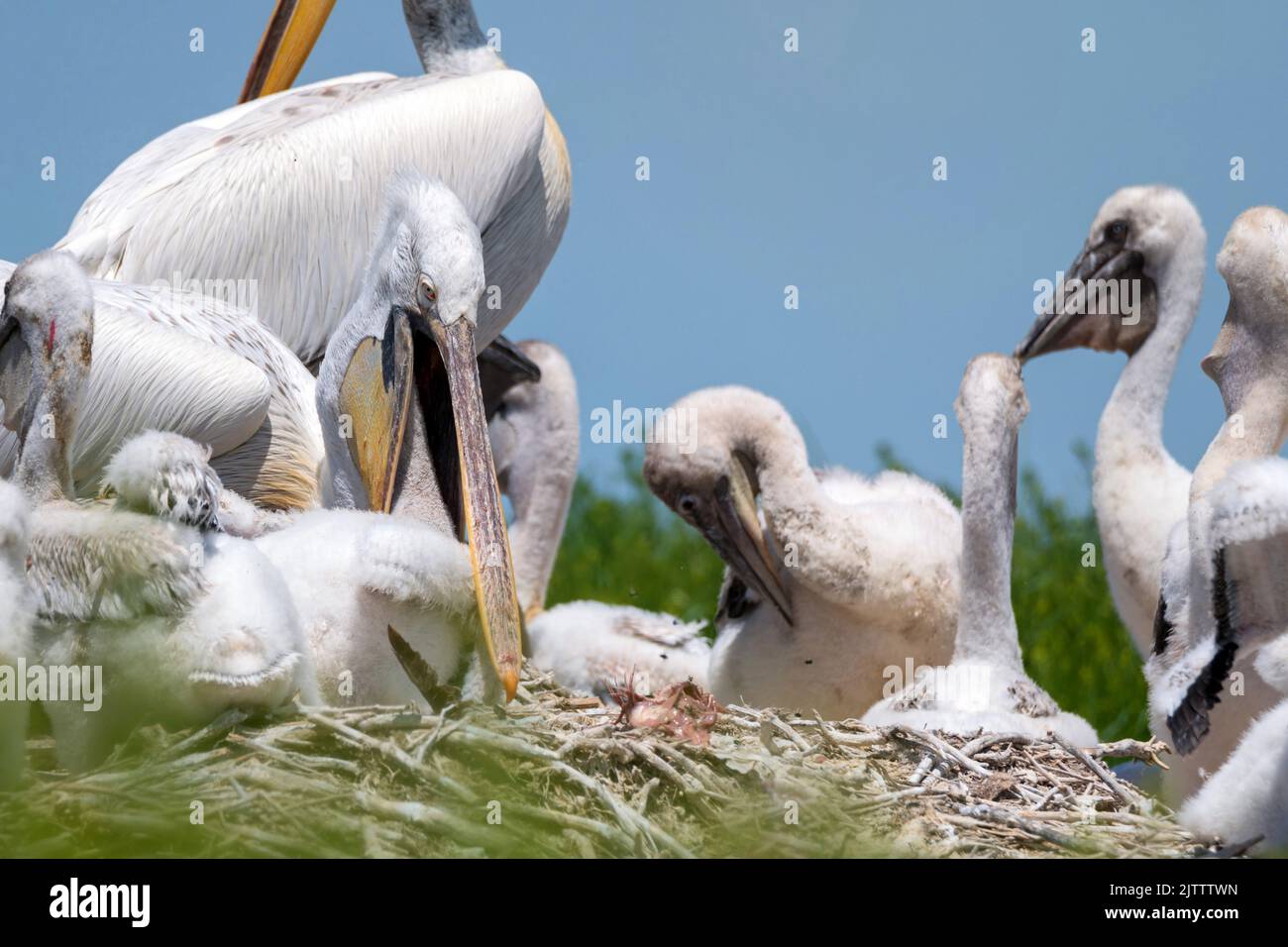Elterntiere füttern Nestlinge von dalmatinischem Pelikan oder Pelecanus crispus Stockfoto