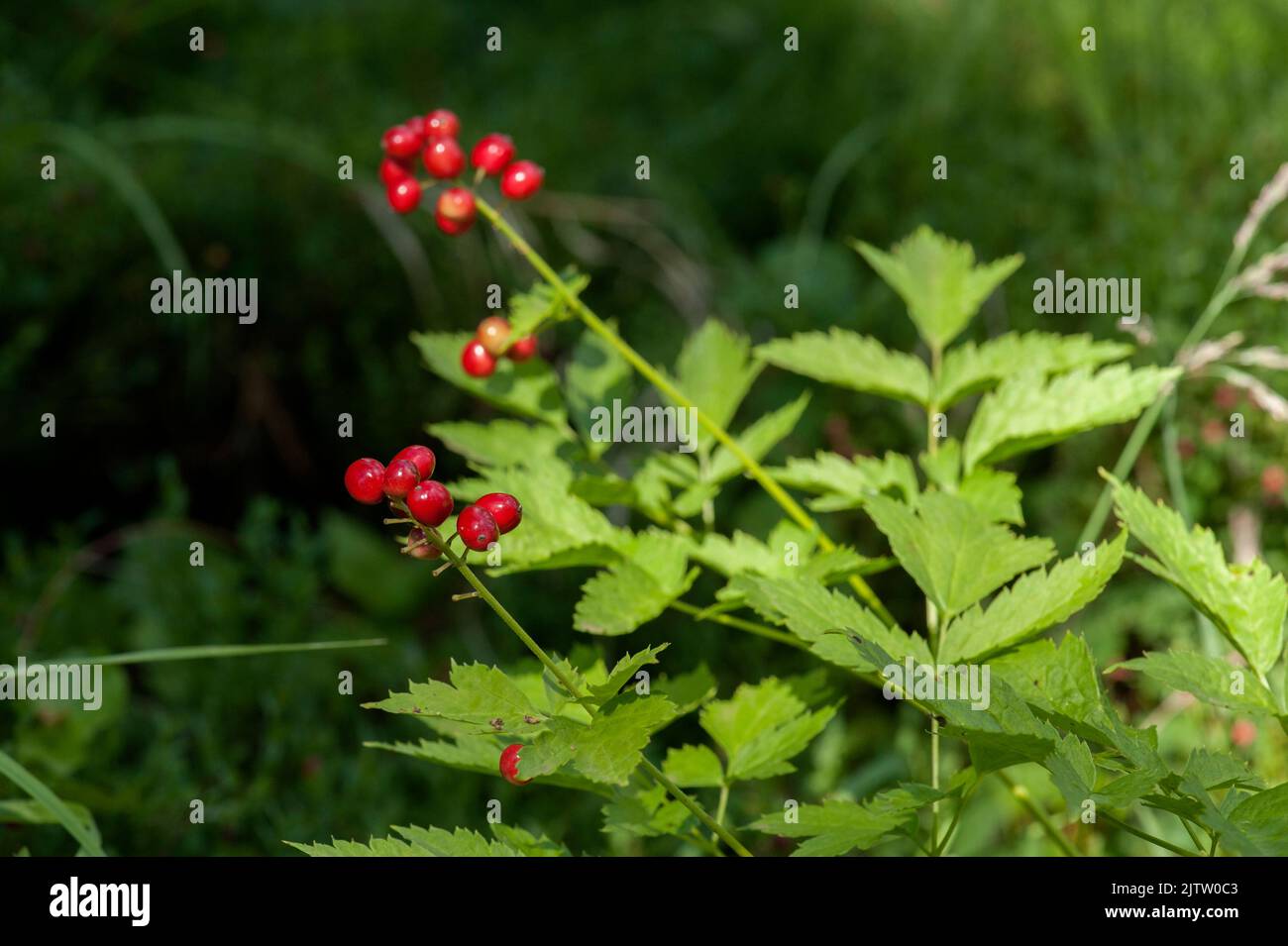 WESTERN Baneberry (Actaea rubra) im Deschutes National Forest in Oregon Stockfoto