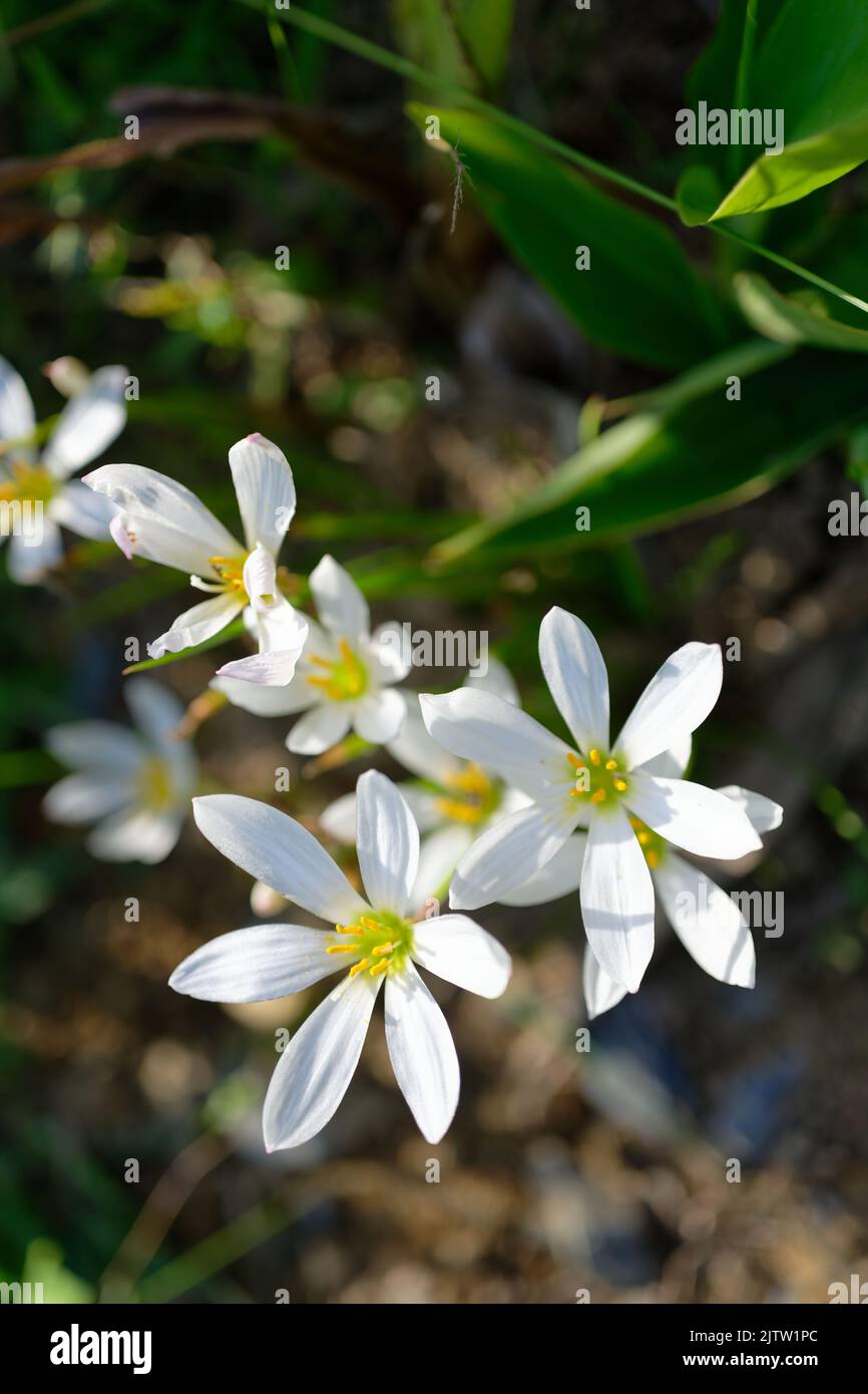 Zephyranthes candida, Herbstzyphyrlilie, weiße Windblume, weiße