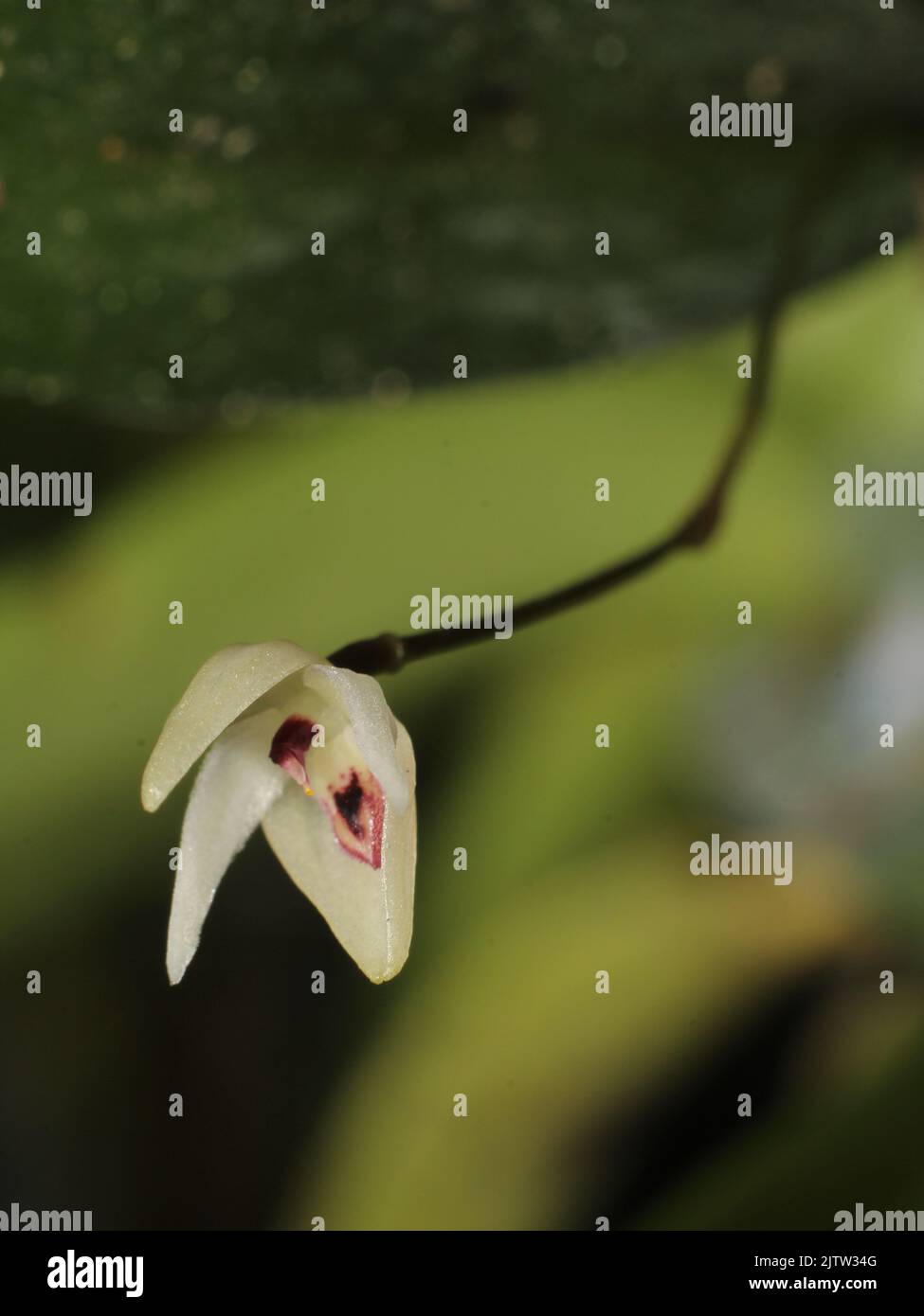 Weiße Miniatur-Orchidee Pleurothallis eumecocaulon Stockfoto
