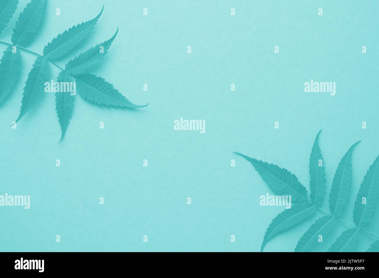 Rahmen aus Blättern auf flachem Hintergrund. Tiffany blau oder türkis oder blau und grün. Für Text platzieren. Stockfoto