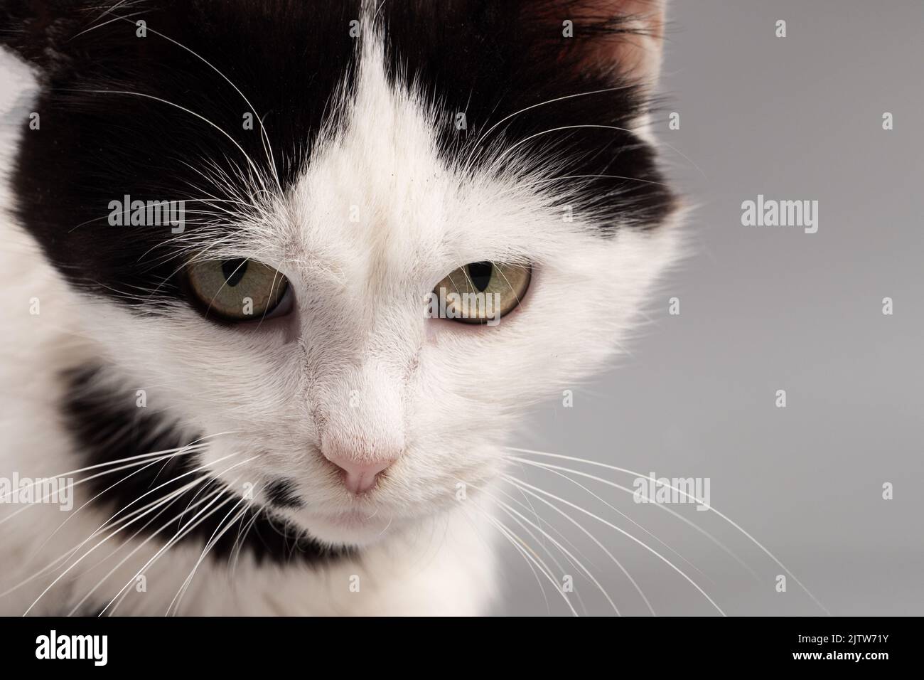 Schwarz-weißes Kätzchen-Gesicht, wütendes Haustier. Stockfoto