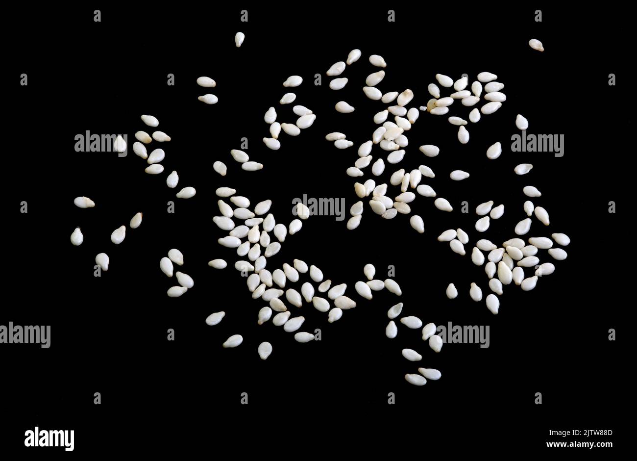 Sesam ist eine blühende Pflanze, Sesamum indicum, in der Gattung