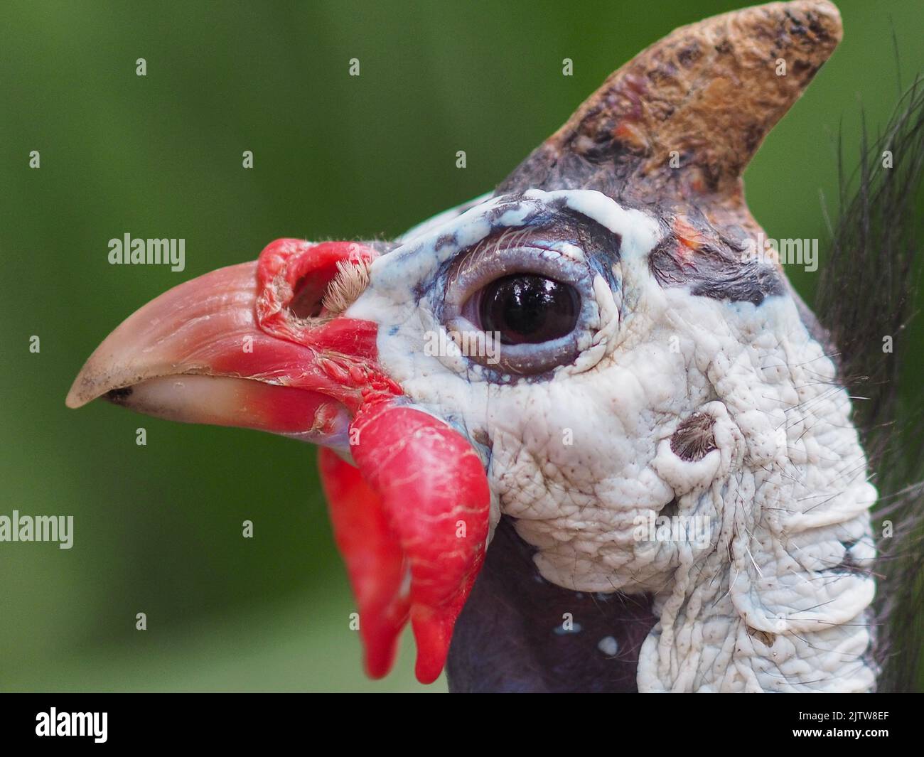 Ein Nahaufnahme-Porträt eines sensationellen neugierigen behelmten Guineafowl in außergewöhnlicher Schönheit. Stockfoto